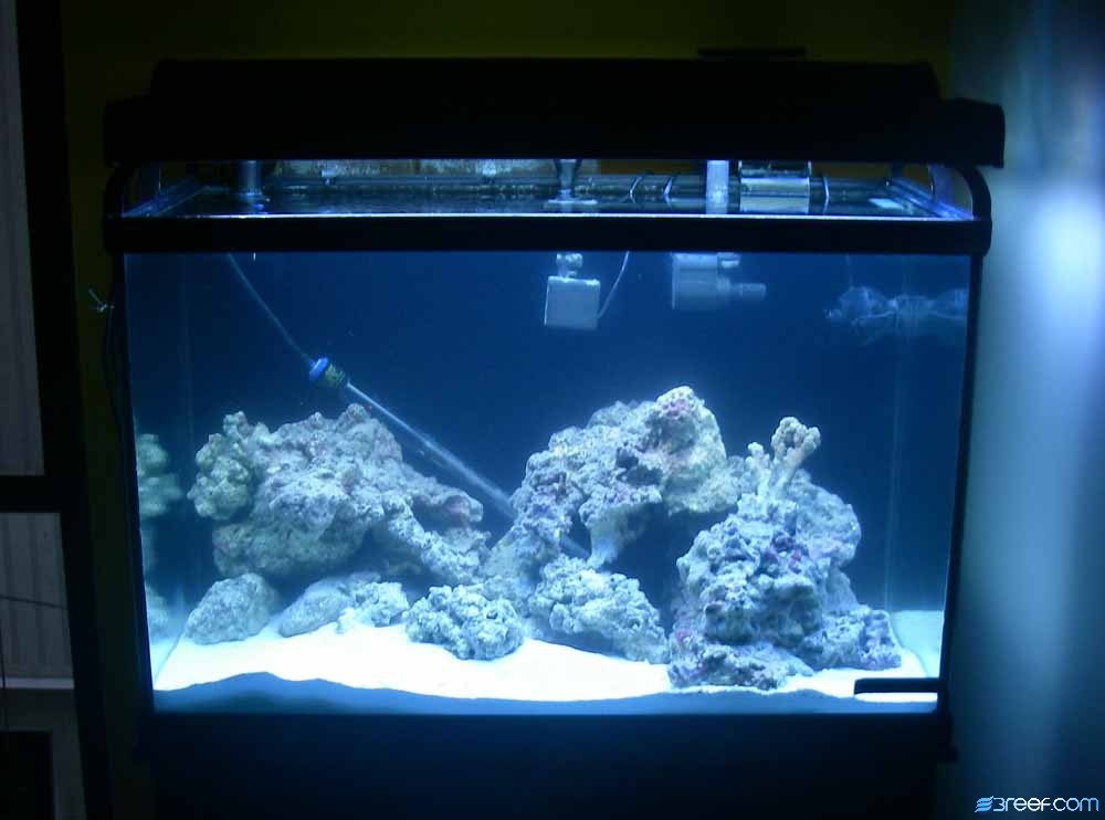 1st tank shots and cup corals that came on my live rock.