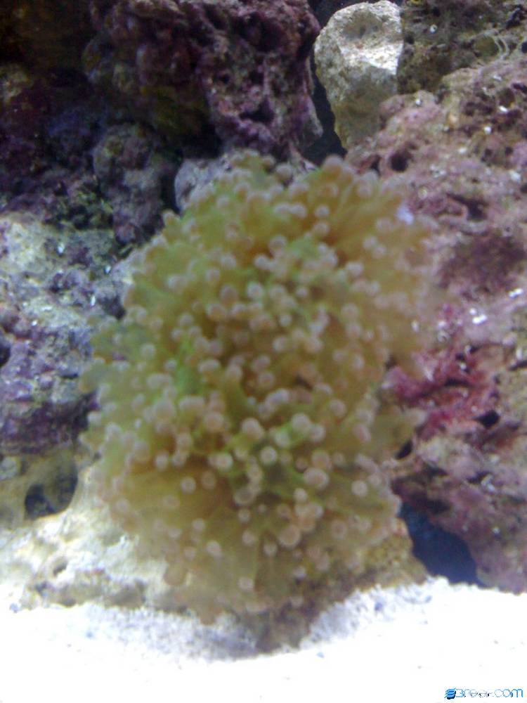 Frogspawn after an hour in tank, not really opened yet.
