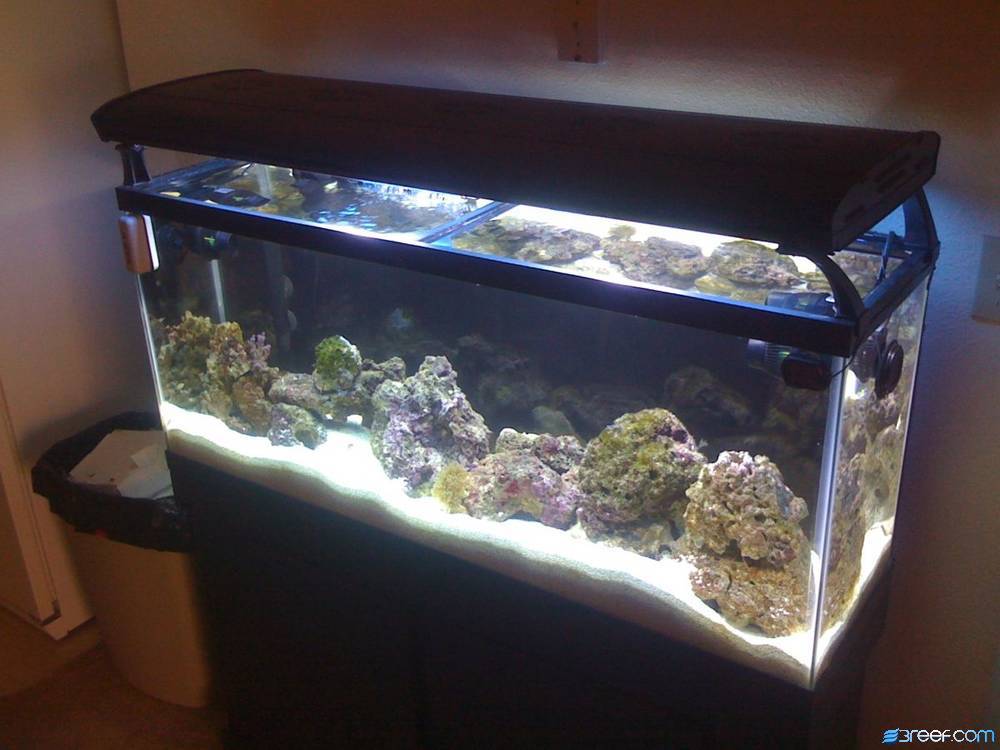 Several more live rocks, and first two corals, with all the fish hiding due to the new lights and...