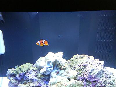 This is our false percula named Bubbles.  He&#039;s quite a little character!