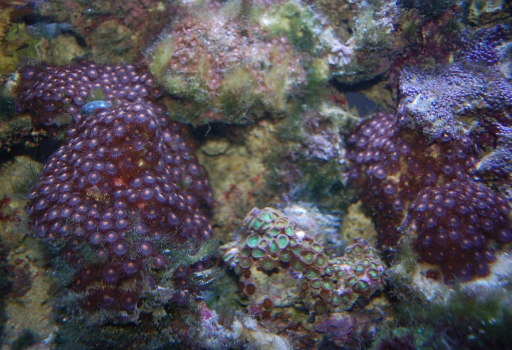 Polyps from the 72BowFront