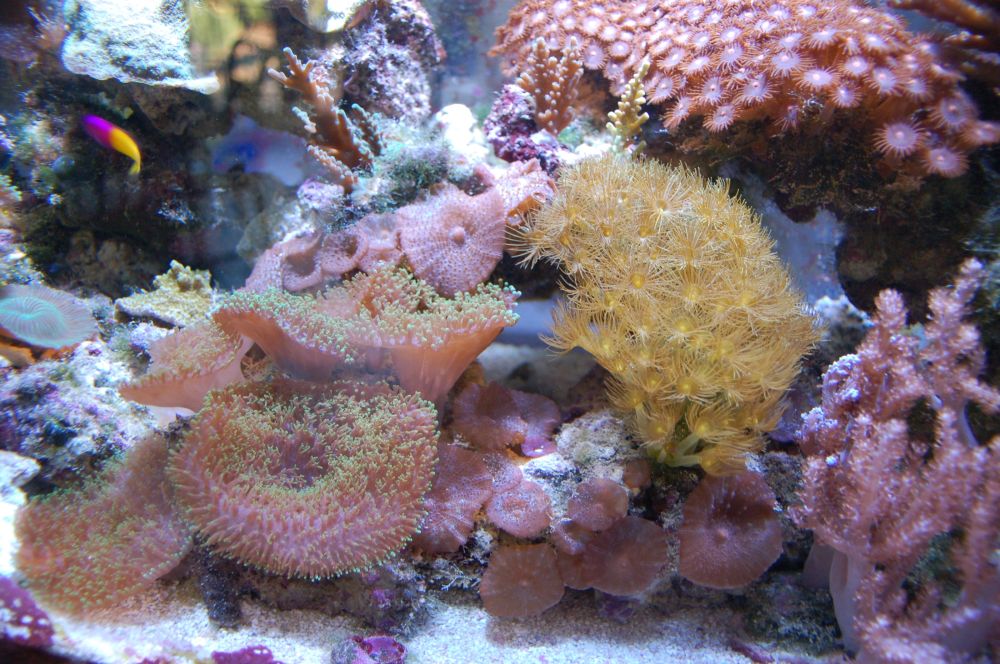The 36 Reef