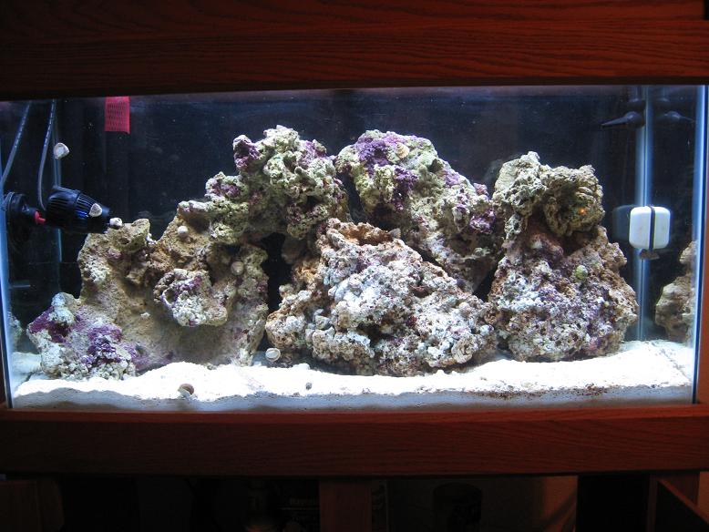 My tank after a month, 4/6 pieces of live rock taken from other established tank.