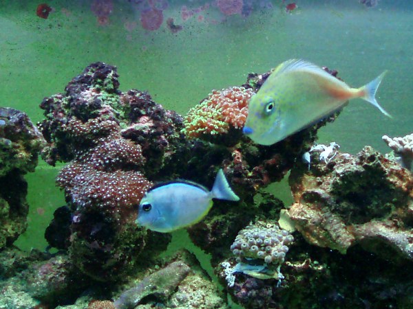 reef pics 3/24/08