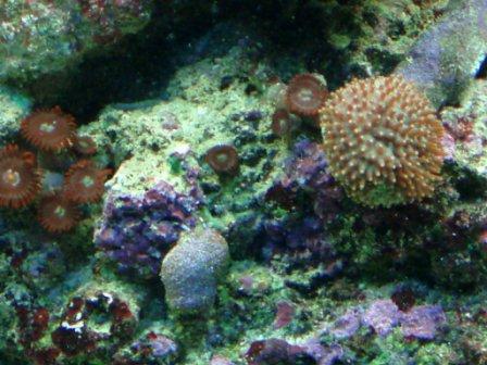 reef pics 3/24/08