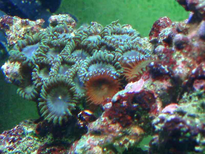 reefpics 3/24/08