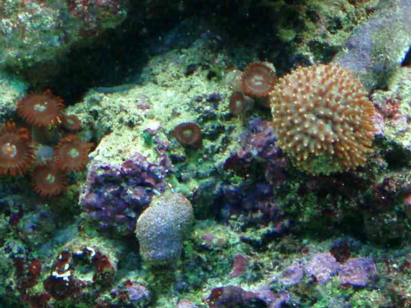 reefpics 3/24/08