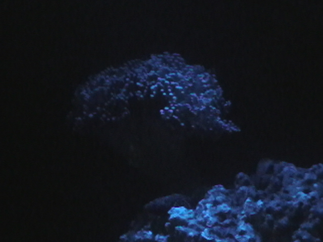 My new corals and my RBTA is starting to really come around to being healthy again <img...