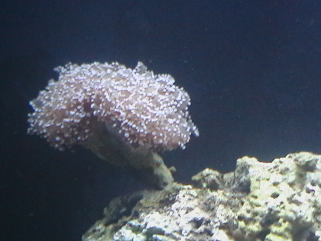 My new corals and my RBTA is starting to really come around to being healthy again <img...