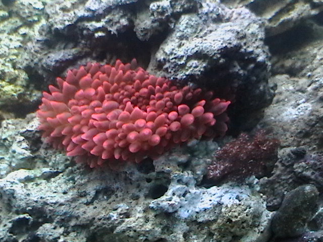 My new corals and my RBTA is starting to really come around to being healthy again <img...