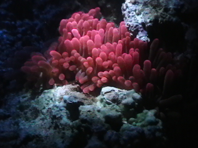 My new corals and my RBTA is starting to really come around to being healthy again <img...