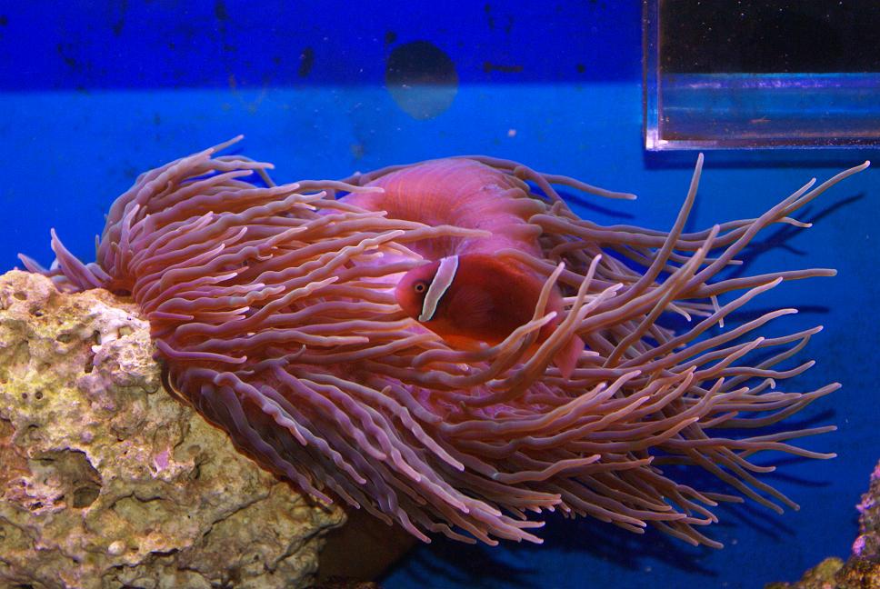 LT Anenome