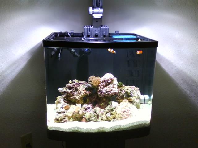 We&#039;ve added some new life to our tank!  In these images I have uploaded (4/9/08), include our...