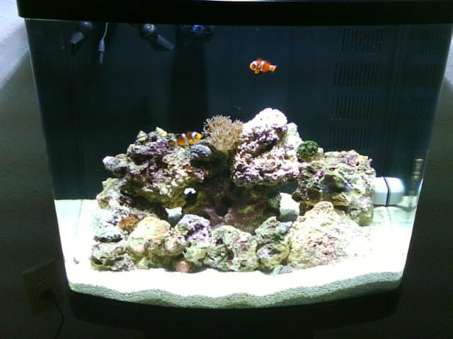 We&#039;ve added some new life to our tank!  In these images I have uploaded (4/9/08), include our...