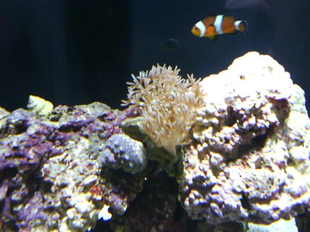 We&#039;ve added some new life to our tank!  In these images I have uploaded (4/9/08), include our...