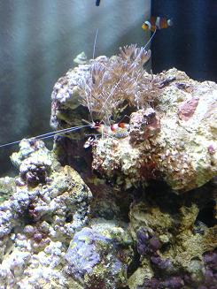 This little guy is awesome.  He recently lost his right claw, but its growing back.