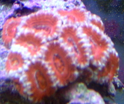 australian acans