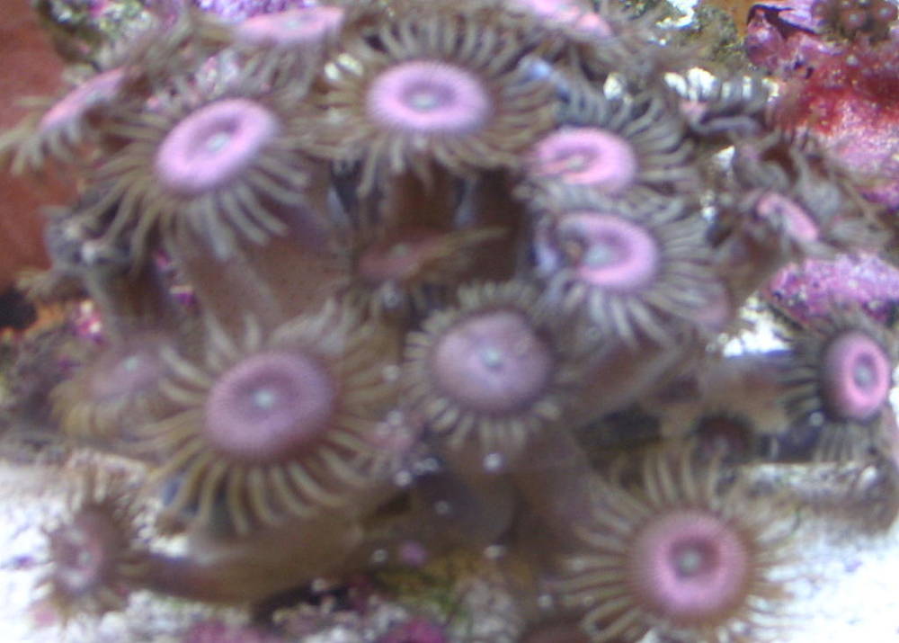 pink pallys