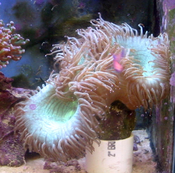 auatralian elegance coral