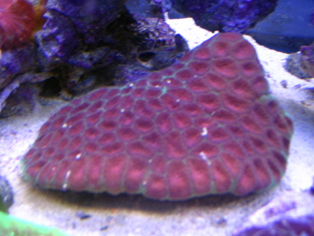 red favites brain coral