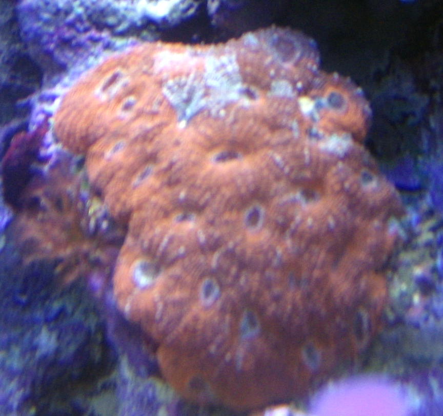 orange crush acan encinata
