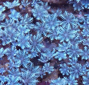 arctic blue glove polyps