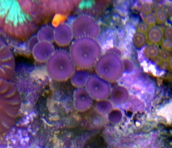 purple death pallys