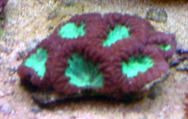 green welsi blastos