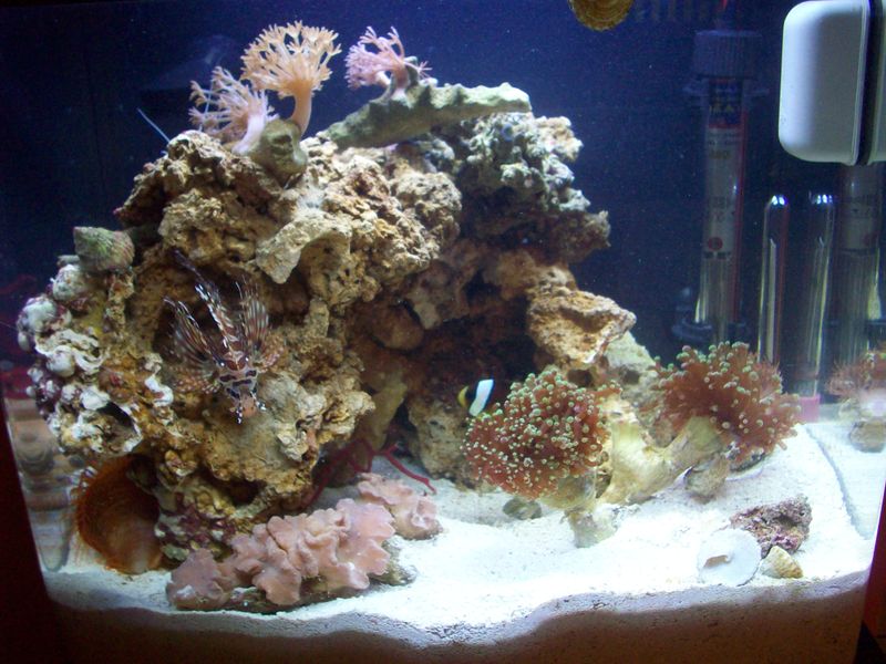 This is my first tank!!! <img src="styles/default/xenforo/clear.png" class="mceSmilieSprite...