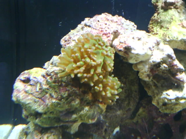 Picture of our tank with our new frogspawn.