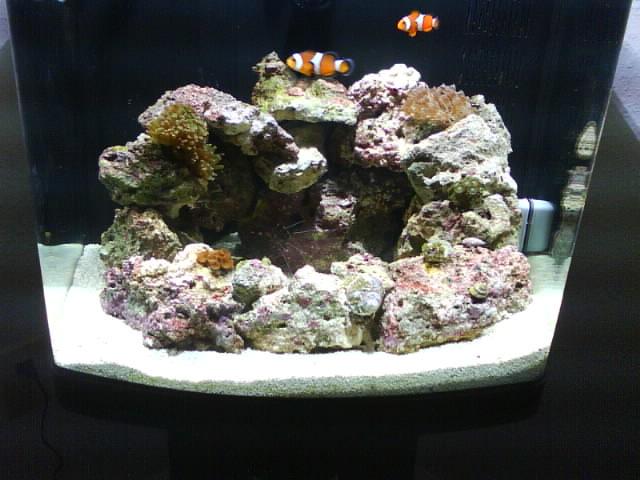 Picture of our tank with our new frogspawn.