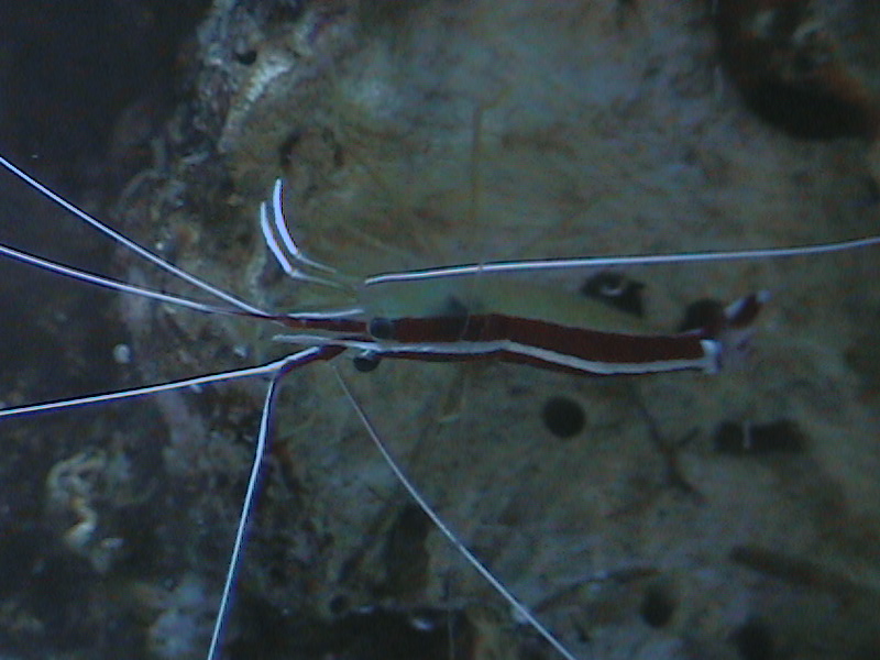 one of my cleaners on the rock