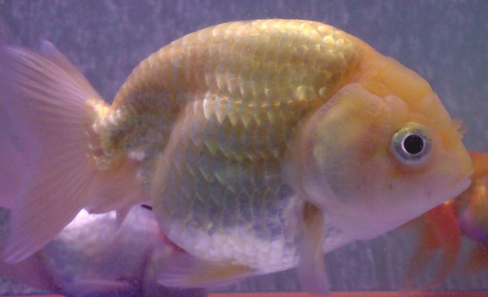 My favourite ranchu
