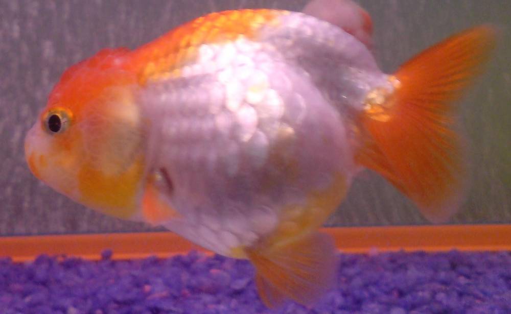 My cute ranchu