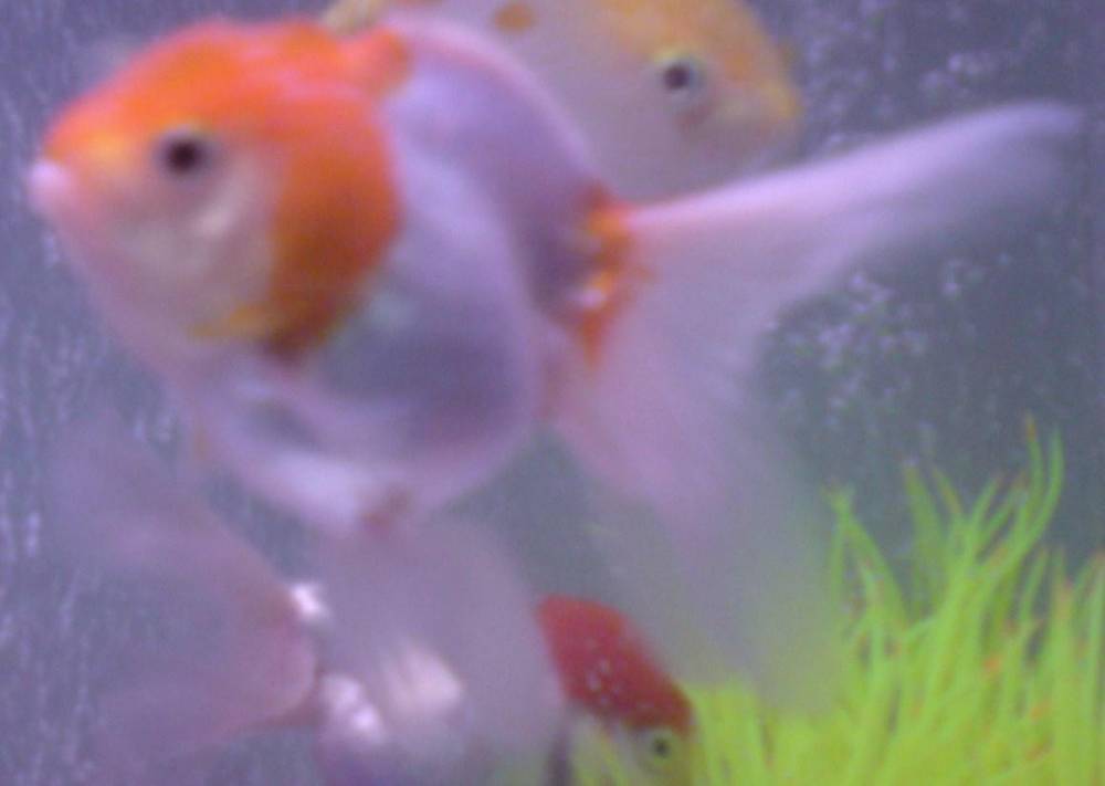 My other short back oranda