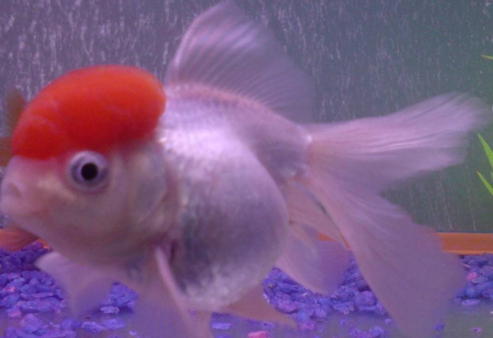 My only red cap