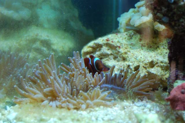 Maroon Clown in his favorite bubbletip