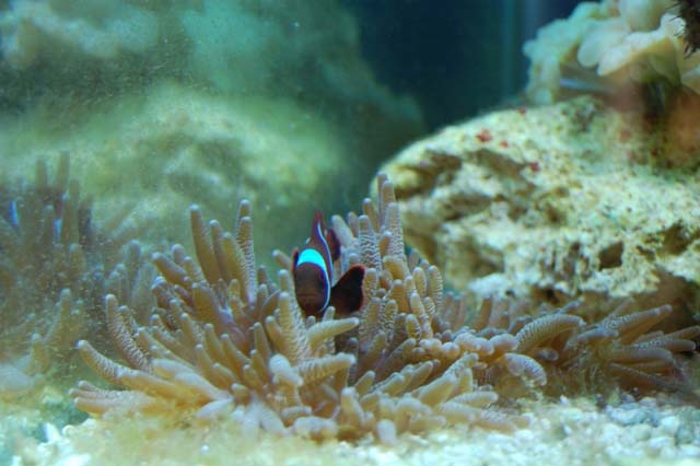 Maroon Clown in his favorite bubbletip