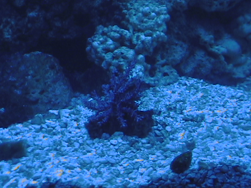 here is a new piece of kenya tree coral that was given to me