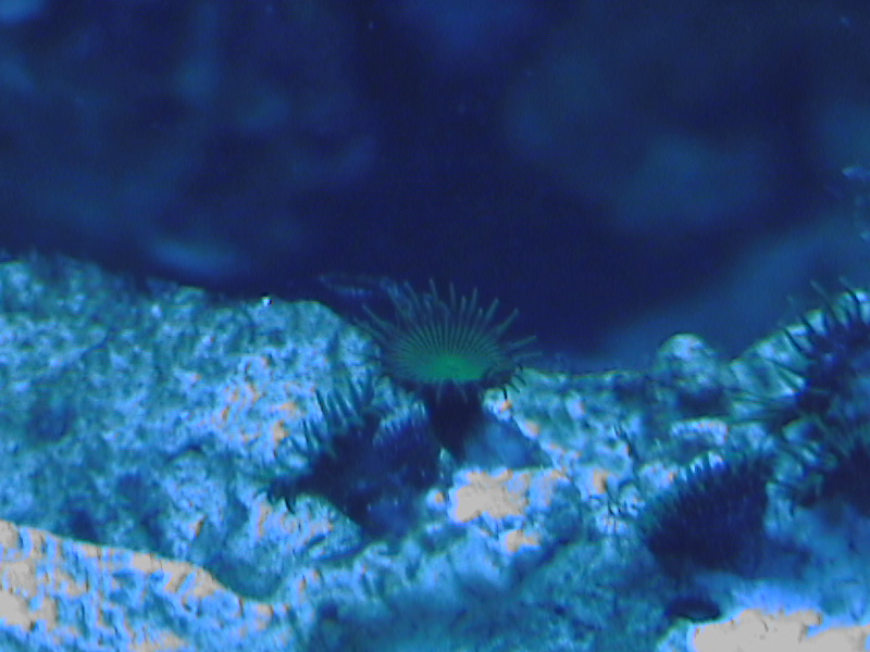 these polyps were on a grate i bought at a lfs