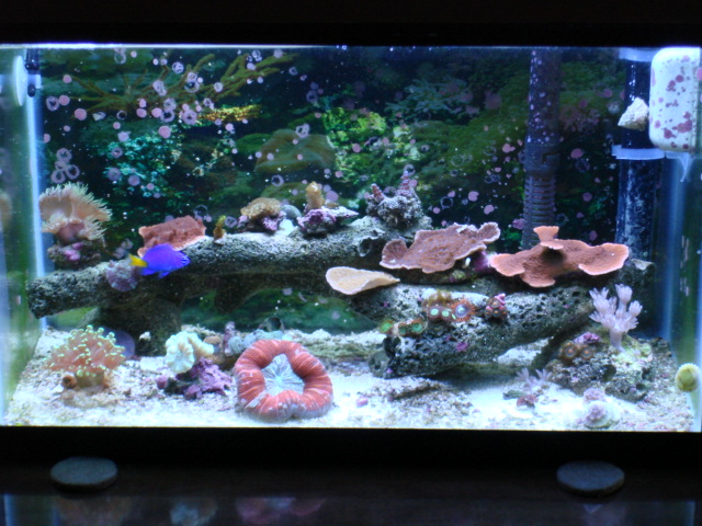 Updated pic of my 5.5 gal with 72watts of pc&#039;s...