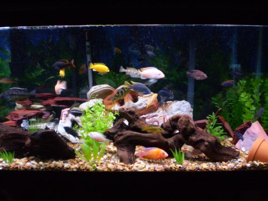 all african cichlids except 1 american cichlid