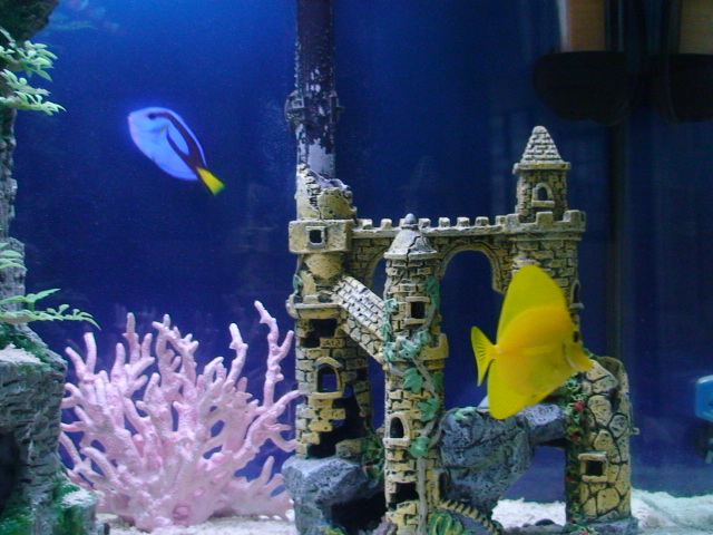 sm. Pacific Blue Tang &amp; sm. Yellow Tang