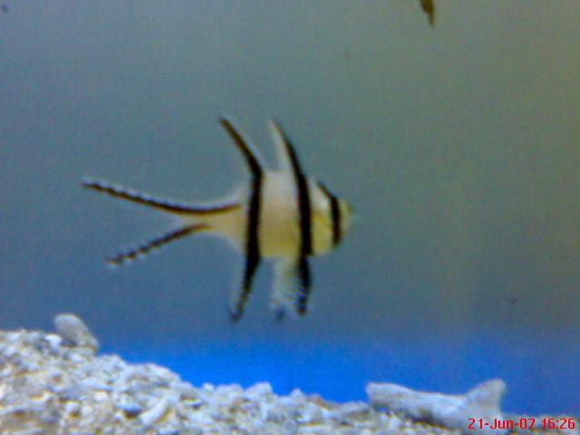 Photo of the banggai cardinal taken during the exhibition last year.