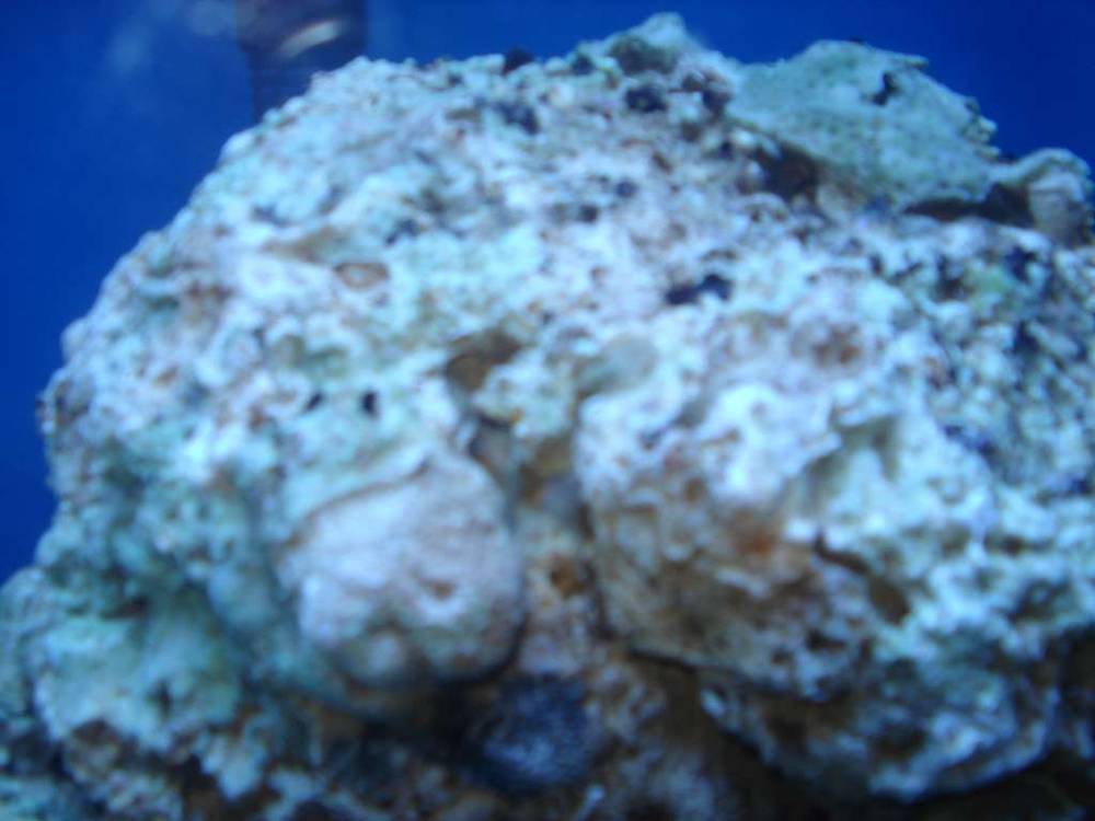 Very excited about my lr.  As mentioned already cured.  Some coralline already on it.