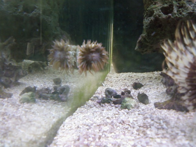 Aggregate Anemone that stuck to a snail.