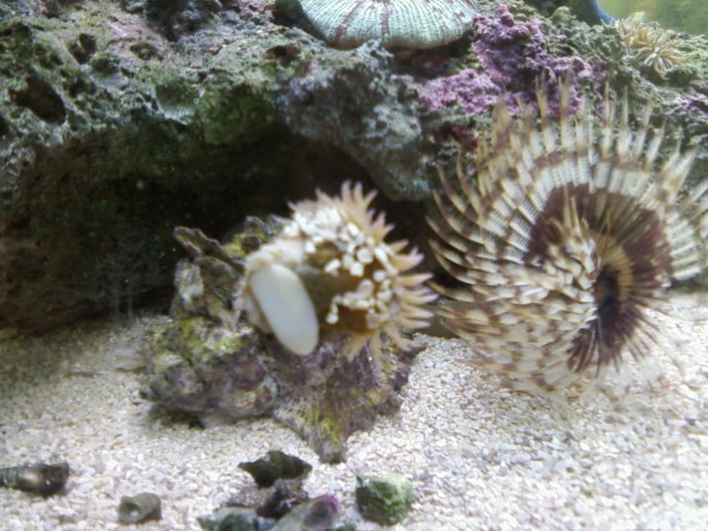 Aggregate Anemone that stuck to a snail.