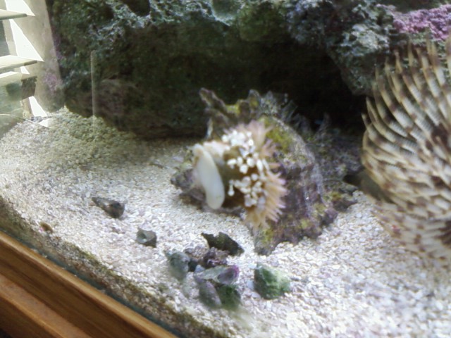 Aggregate Anemone that stuck to a snail.