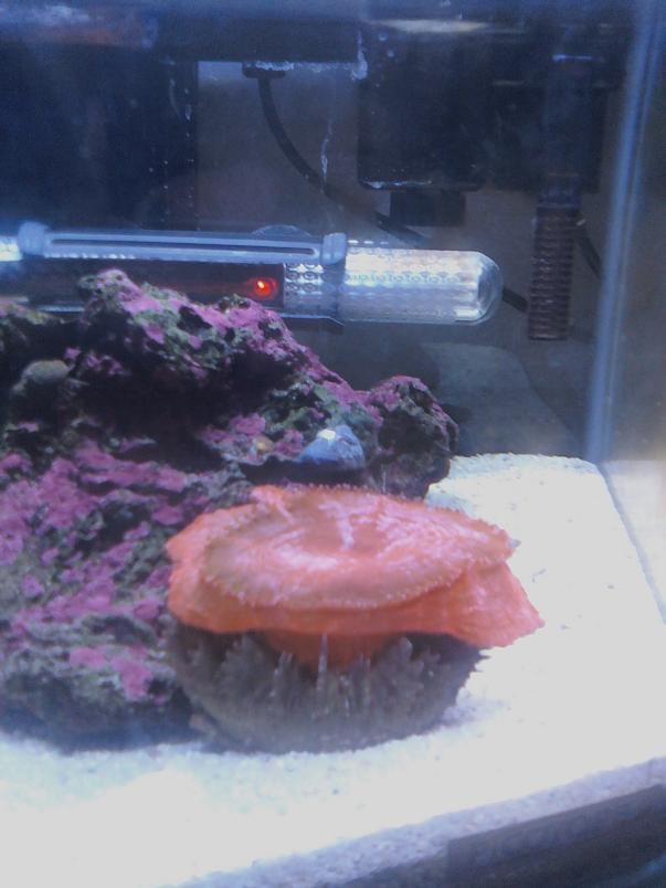 Open Brain in 3 gallon pico