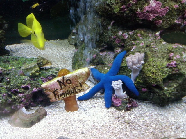 Yellow Tang &amp; Blue Linckia